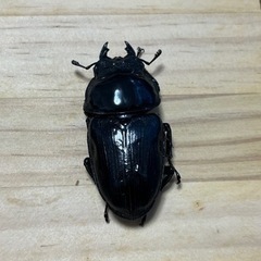 本家奈良輪川西