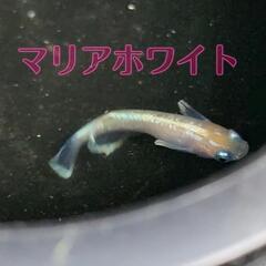 マリアホワイト　メダカ　大きめ稚魚　5匹　