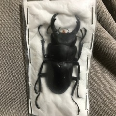 大阪産 野外採取 オオクワガタ