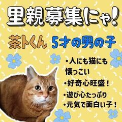 5歳位　人が大好きな懐っこい茶トラの茶ト君【8月6日(日曜日)　...