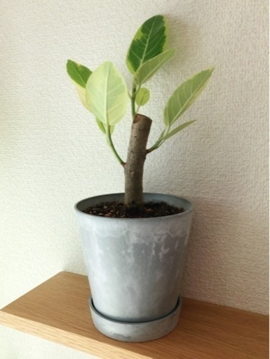 観葉植物　フィカス・アルテシマ　35cm　おしゃれな4号の鉢と受け皿付き
