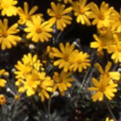 3️⃣🌼ユリオプスデージー🌼　マーガレットみたいな小さい黄色い花...