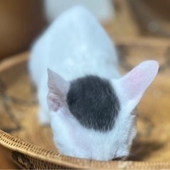 グレー白の子猫「仮名ノセテマスくん」From沖縄