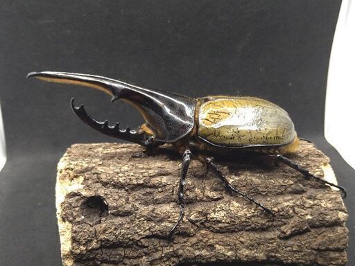 ヘラクレスオオカブトムシ♂単品　7-⑤