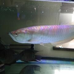 ブラックアロワナの中古が安い！激安で譲ります・無料であげます  