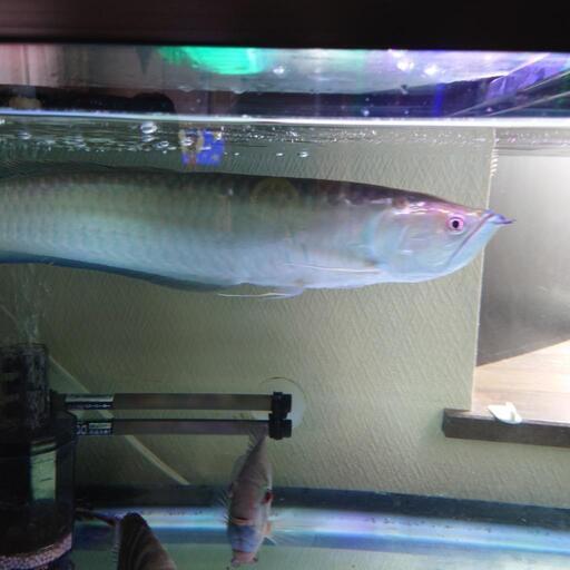 決まりました！)ブラックアロワナ約55センチ