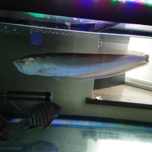 決まりました！)ブラックアロワナ約55センチ