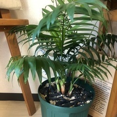 観葉植物　本日希望