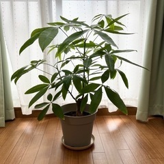 （取引済み）⭐︎特別セール⭐︎観葉植物　パキラ