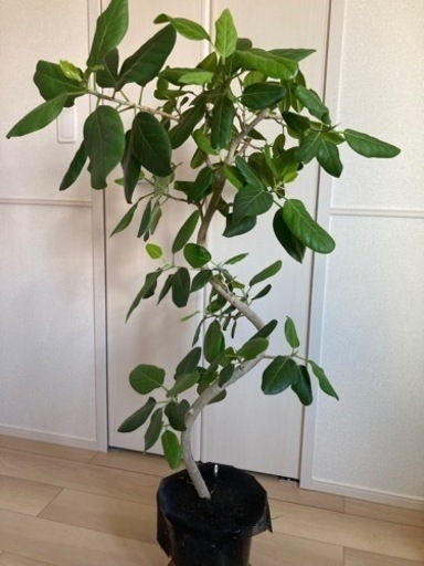 観葉植物　フィカス・ベンガレンシス