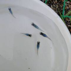 マリンブルー　幼魚１０匹