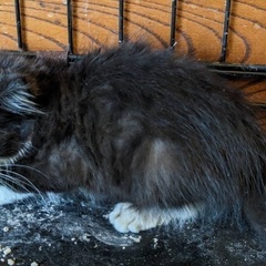 大雨土砂災害から生き残った仔猫ふわふわ黒白ちゃん2ヶ月 - 猫