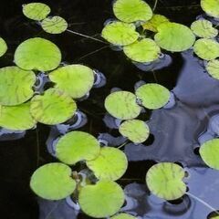 めだかの水草　アマゾンフロッグビット20株