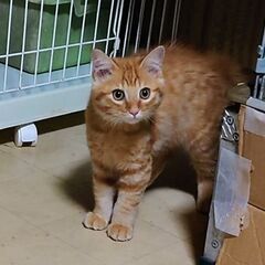 【茶トラ男の子・子猫きんちゃん】保護猫の画像