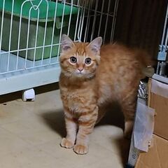 【茶トラ男の子・子猫きんちゃん】保護猫 - 福山市