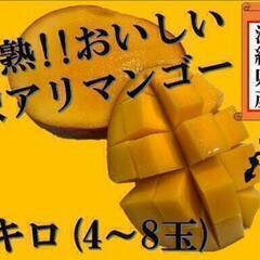 沖縄県産マンゴー　2キロ