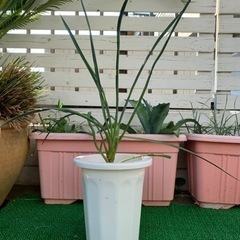 Yucca ユッカ　フィリフェラ　実生苗