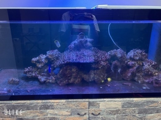 海水魚生体!!