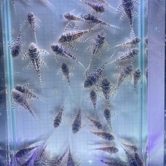 キンペコ?12匹10,000円❗️