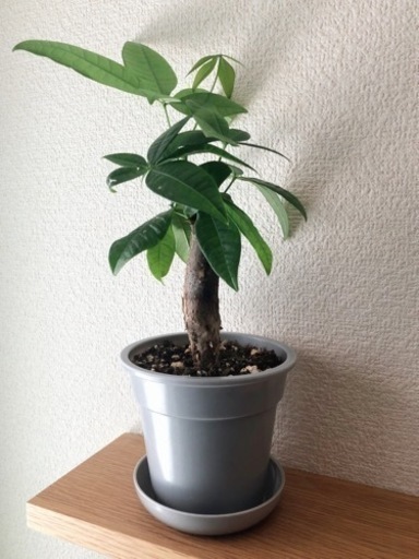 観葉植物　パキラ(21)　29cm　グレーカラーの3.5号の鉢と受け皿付き