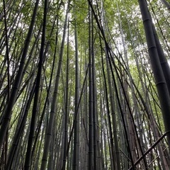 千葉県内のご自宅に竹林をお持ちの方、ご家族で竹林を所有されている方、竹林整備お手伝いします。の画像