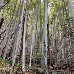 千葉県内のご自宅に竹林をお持ちの方、ご家族で竹林を所有されている方、竹林整備お手伝いします。 - 富里市