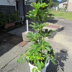 ★ホンコンカポック：人気の観葉植物：