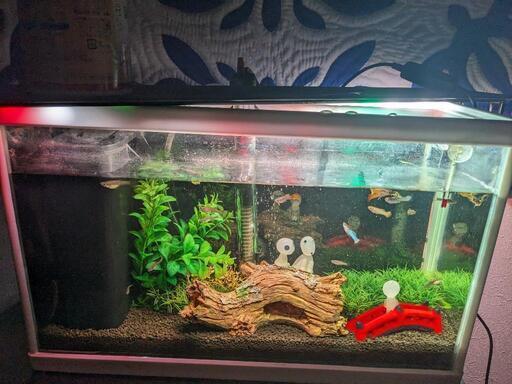 水槽セットとグッピーなどの熱帯魚