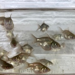金魚　オランダ獅子頭　稚魚　50円/匹