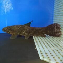 タライロン　古代魚　熱帯魚　アロワナ