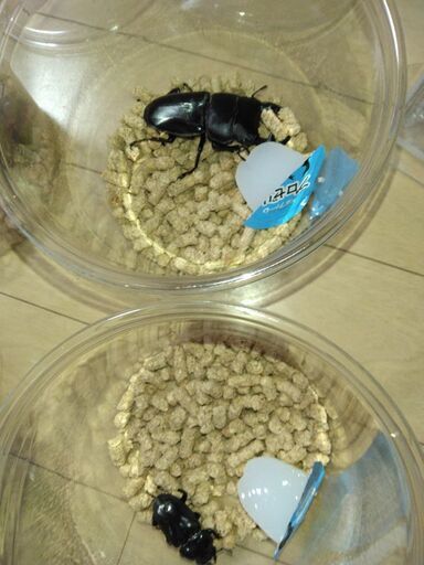 現地野外採取品グランディスオオクワガタ原名亜種74ミリペア