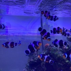 ブラックオセラリス×カクレクマノミのブリード個体 海水魚②