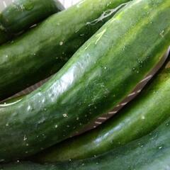 育ちすぎたキュウリ🥒無料