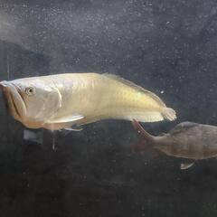 大型魚色々、値段交渉今日明日取引限定