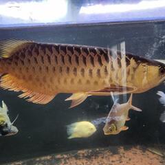 大型魚色々、値段交渉今日明日取引限定 大型魚色々、値段交渉今日明日取引限定