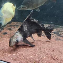 大型魚色々、値段交渉今日明日取引限定