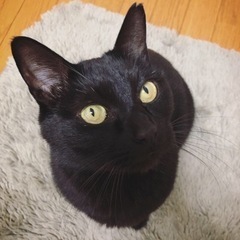 すごく甘えん坊で大人しい黒猫ちゃん♂ - 苫小牧市