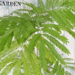 エバーフレッシュ　観葉植物       