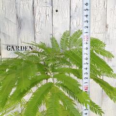 エバーフレッシュ　観葉植物       