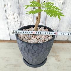 エバーフレッシュ　観葉植物       