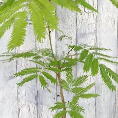 エバーフレッシュ　観葉植物       