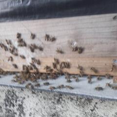 今日日本蜜蜂を、山から持って帰りました、
