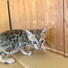 ベンガル　ハイクラの親です^ - ^ − 福岡県