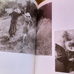 デビッドハミルトン　写真集　絶版　2冊セット