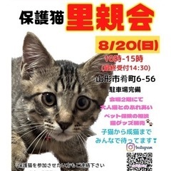 にゃんこねくと 8/20 保護猫里親会🐾