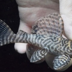 プレコ　キンペコ　wild L066 ペア プレコ キンペコ wild L066 ペア