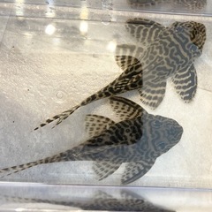 プレコ　キンペコ　wild L066 ペア プレコ キンペコ wild L066 ペア