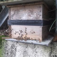 値下げします、日本蜜蜂山から持って帰りました、