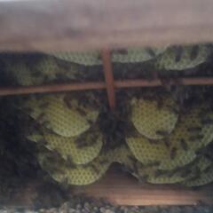 値下げします、日本蜜蜂山から持って帰りました、