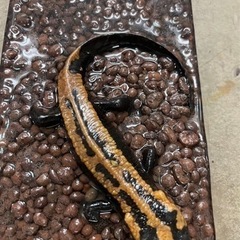 ラオスコブイモリ♀1